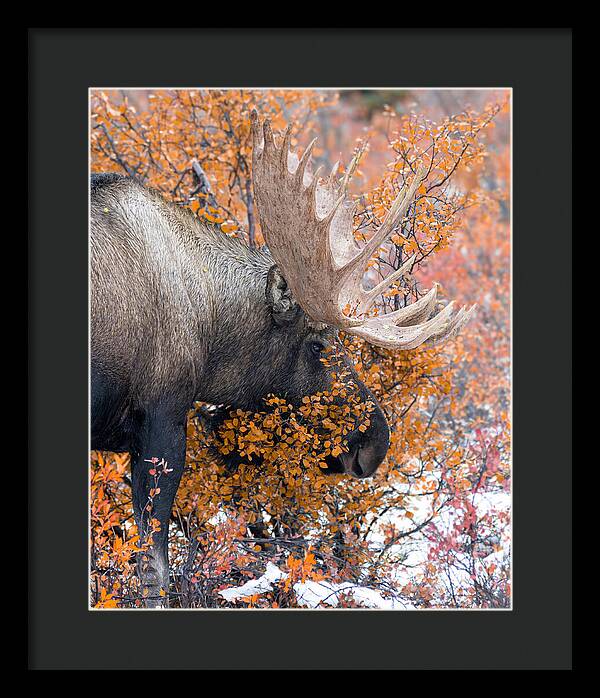 Bull Moose Wrapped In Fall Leaves - Framed Print