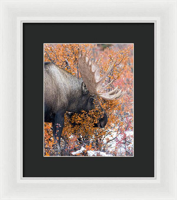 Bull Moose Wrapped In Fall Leaves - Framed Print