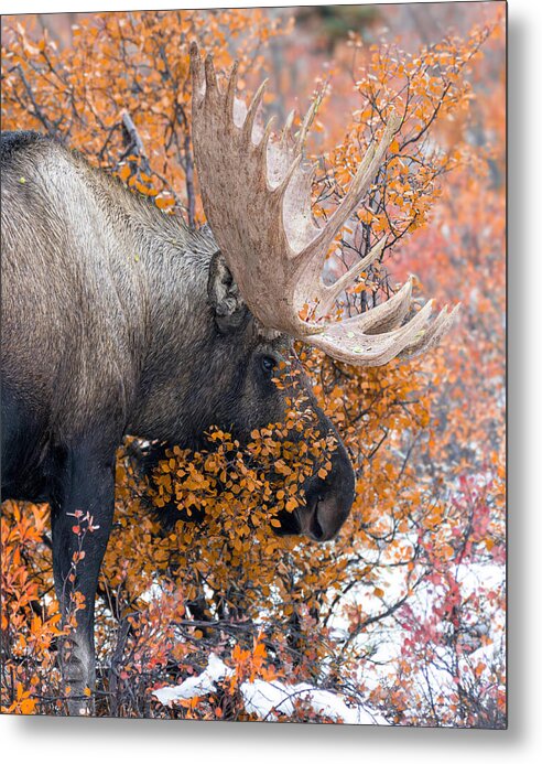 Bull Moose Wrapped In Fall Leaves - Metal Print