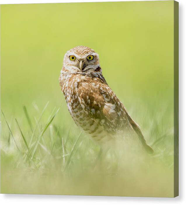 Burrowing Owl In South Dakota - Canvas Print