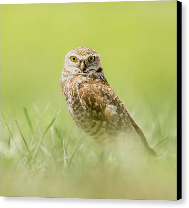 Burrowing Owl In South Dakota - Canvas Print