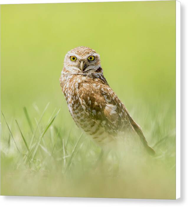 Burrowing Owl In South Dakota - Canvas Print