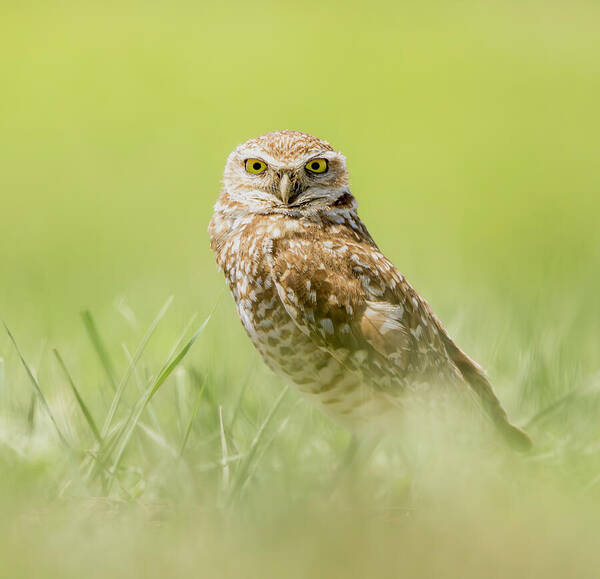 Burrowing Owl In South Dakota - Art Print