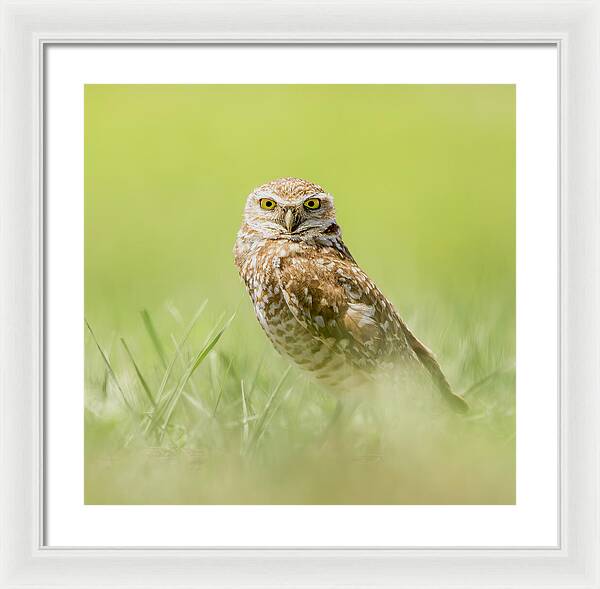 Burrowing Owl In South Dakota - Framed Print