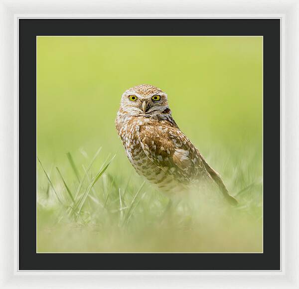 Burrowing Owl In South Dakota - Framed Print