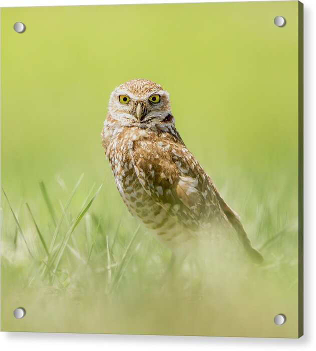 Burrowing Owl In South Dakota - Acrylic Print