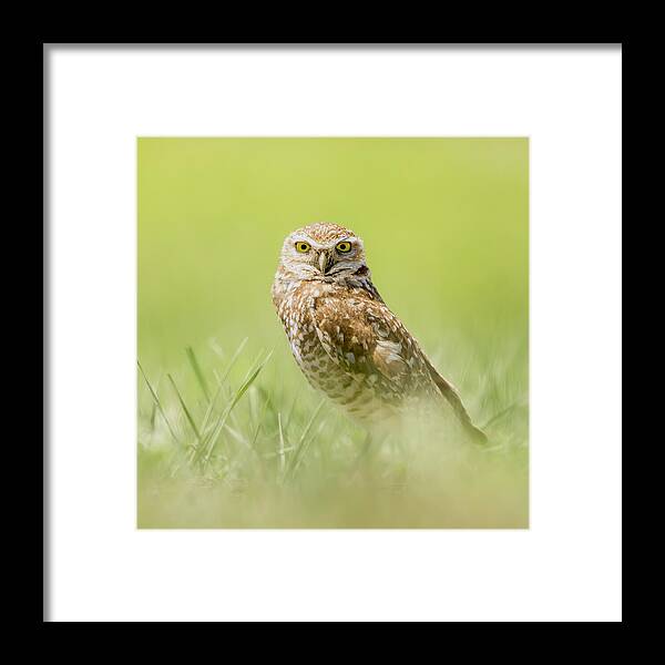 Burrowing Owl In South Dakota - Framed Print