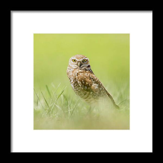 Burrowing Owl In South Dakota - Framed Print