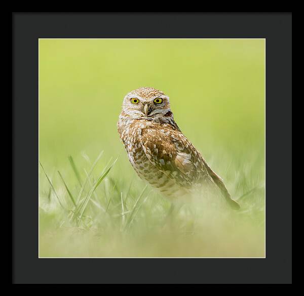 Burrowing Owl In South Dakota - Framed Print