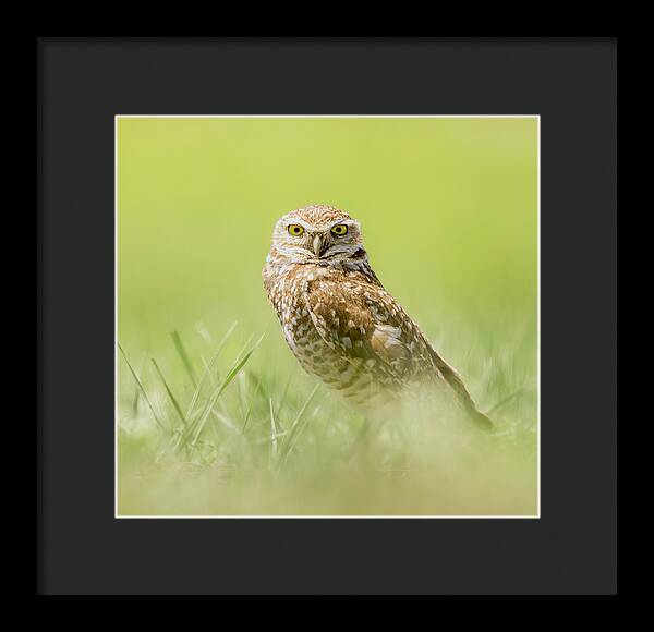 Burrowing Owl In South Dakota - Framed Print