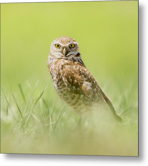 Burrowing Owl In South Dakota - Metal Print