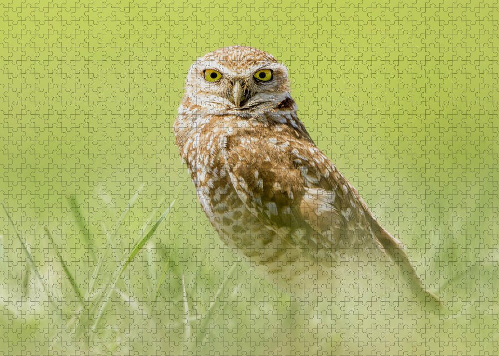 Burrowing Owl In South Dakota - Puzzle