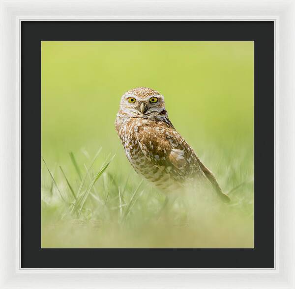 Burrowing Owl In South Dakota - Framed Print