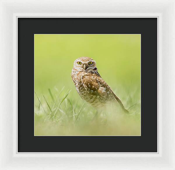 Burrowing Owl In South Dakota - Framed Print