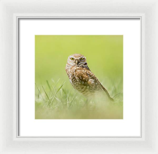 Burrowing Owl In South Dakota - Framed Print