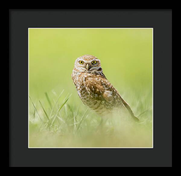 Burrowing Owl In South Dakota - Framed Print