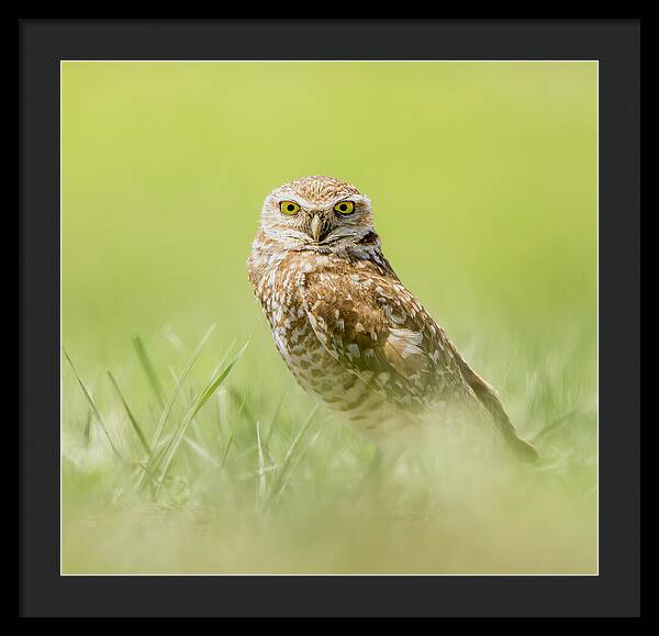 Burrowing Owl In South Dakota - Framed Print