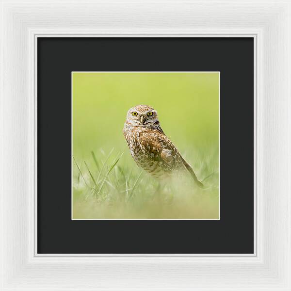 Burrowing Owl In South Dakota - Framed Print