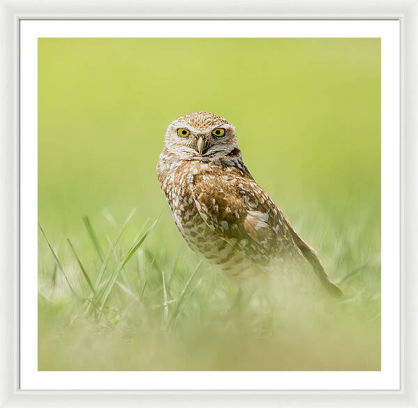 Burrowing Owl In South Dakota - Framed Print