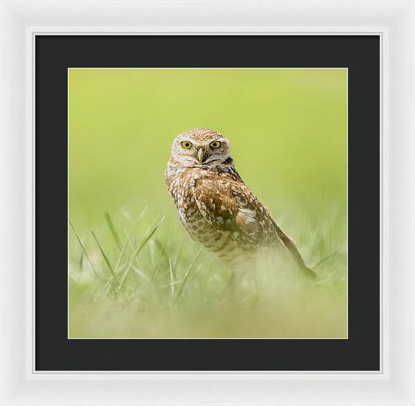 Burrowing Owl In South Dakota - Framed Print