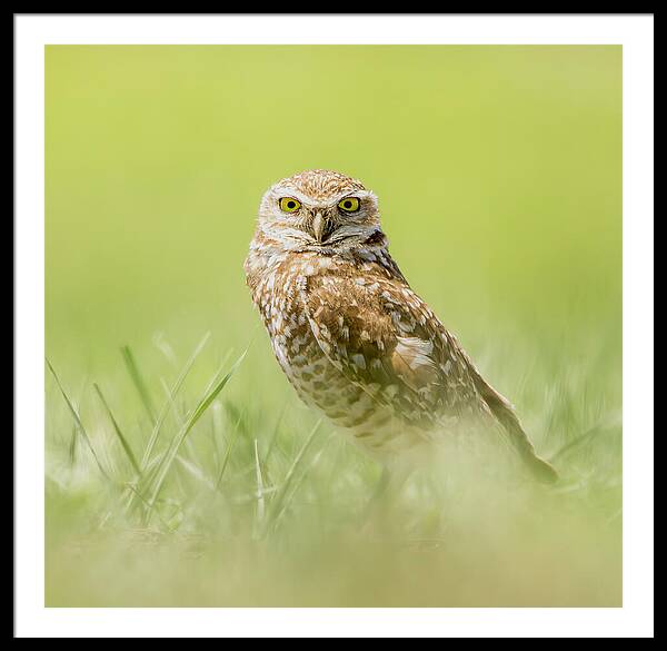 Burrowing Owl In South Dakota - Framed Print