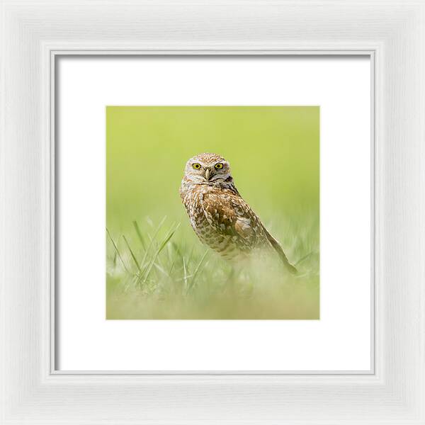 Burrowing Owl In South Dakota - Framed Print