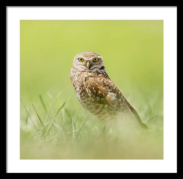 Burrowing Owl In South Dakota - Framed Print