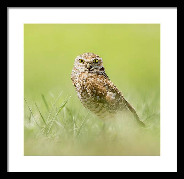 Burrowing Owl In South Dakota - Framed Print