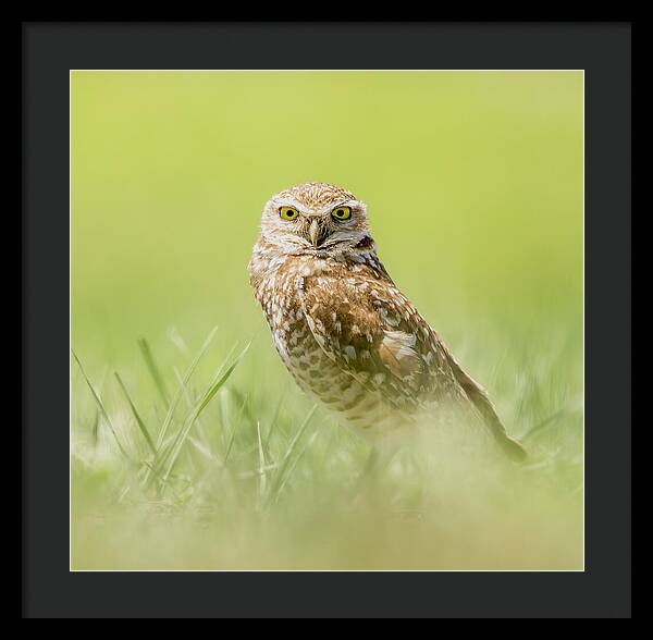 Burrowing Owl In South Dakota - Framed Print