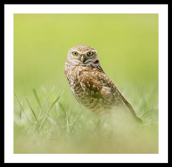 Burrowing Owl In South Dakota - Framed Print