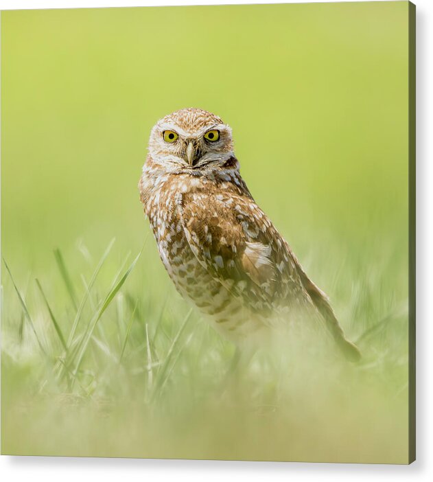 Burrowing Owl In South Dakota - Acrylic Print