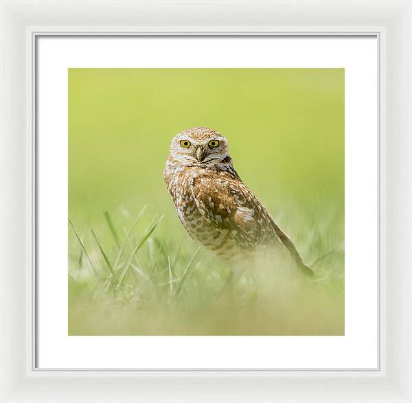 Burrowing Owl In South Dakota - Framed Print