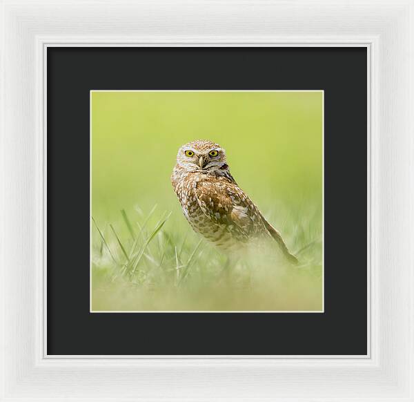 Burrowing Owl In South Dakota - Framed Print