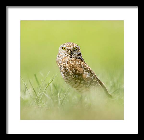 Burrowing Owl In South Dakota - Framed Print