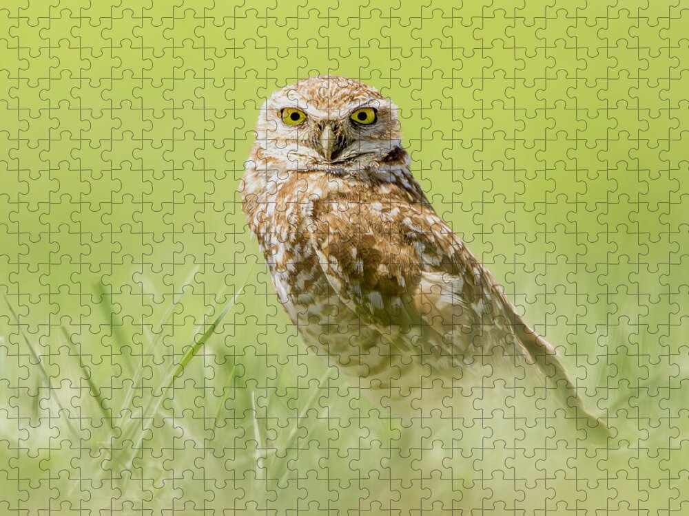 Burrowing Owl In South Dakota - Puzzle