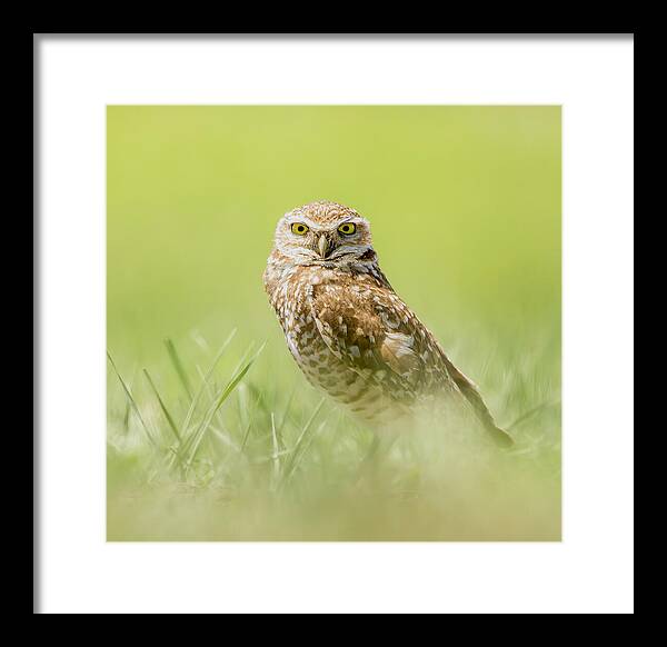 Burrowing Owl In South Dakota - Framed Print