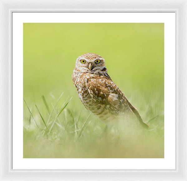 Burrowing Owl In South Dakota - Framed Print