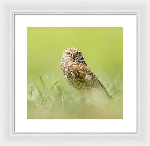 Burrowing Owl In South Dakota - Framed Print