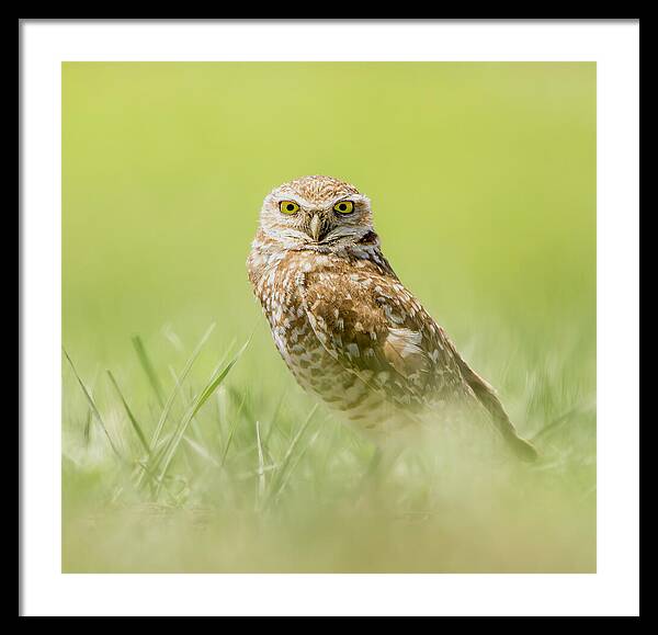 Burrowing Owl In South Dakota - Framed Print