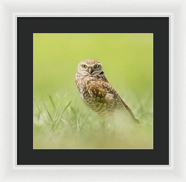 Burrowing Owl In South Dakota - Framed Print