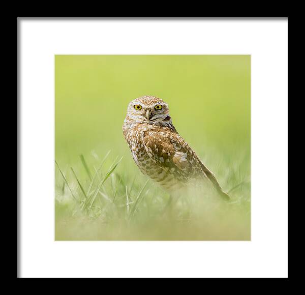 Burrowing Owl In South Dakota - Framed Print