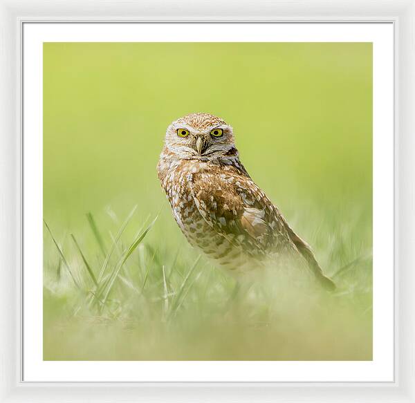 Burrowing Owl In South Dakota - Framed Print