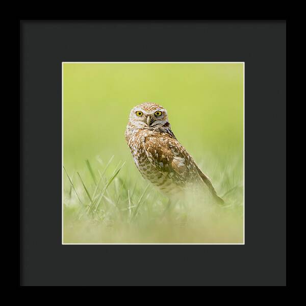 Burrowing Owl In South Dakota - Framed Print