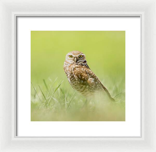 Burrowing Owl In South Dakota - Framed Print