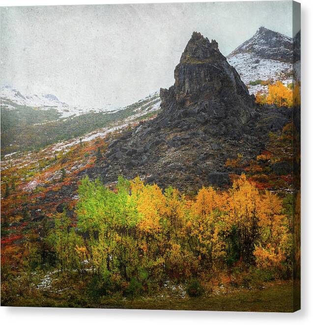 Denali Savage River Landscape In Fall - Canvas Print