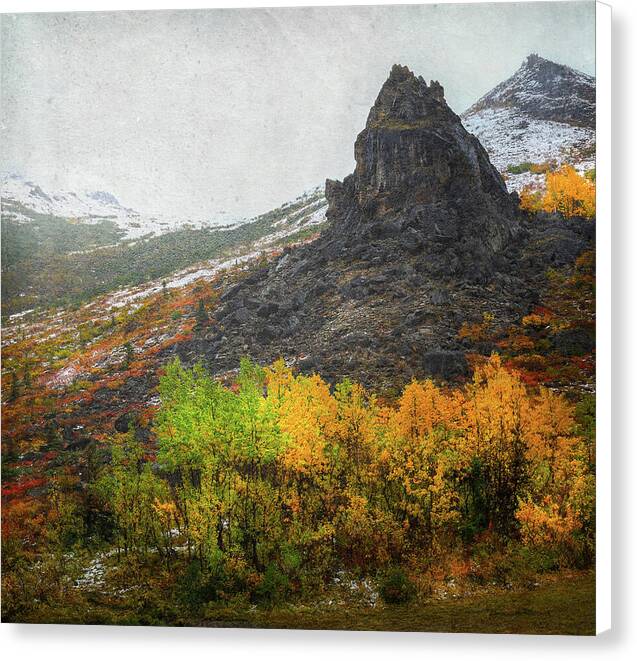 Denali Savage River Landscape In Fall - Canvas Print