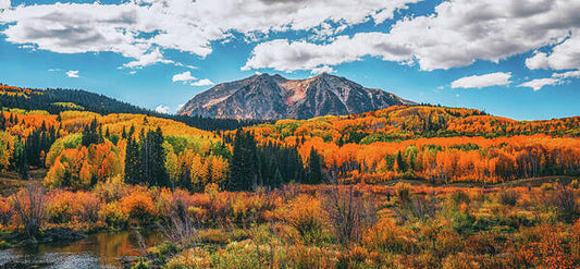 Fall On Kebler Pass - Art Print