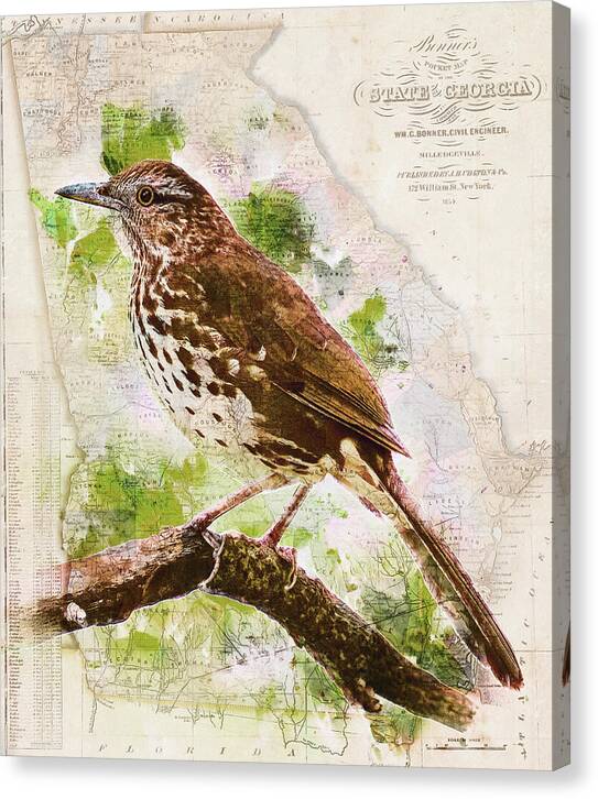 Georgia State Map Brown Thrasher - Canvas Print