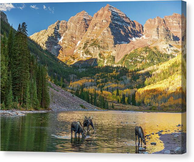 Maroon Bells Moose Family In Autumn - Canvas Print