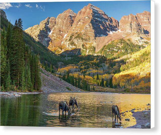 Maroon Bells Moose Family In Autumn - Canvas Print